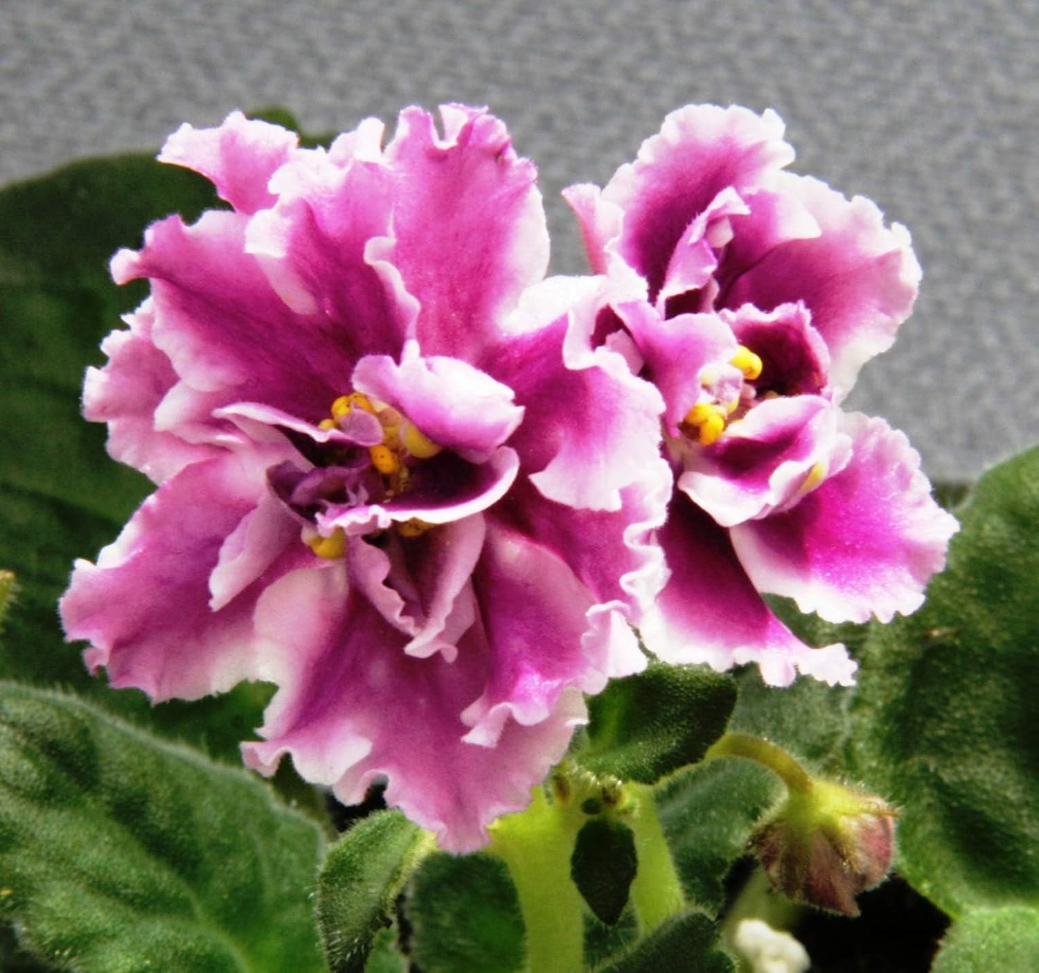 African Violet Flower Seeds Heirloom Non GMO Planting - 100 for planting in home garden